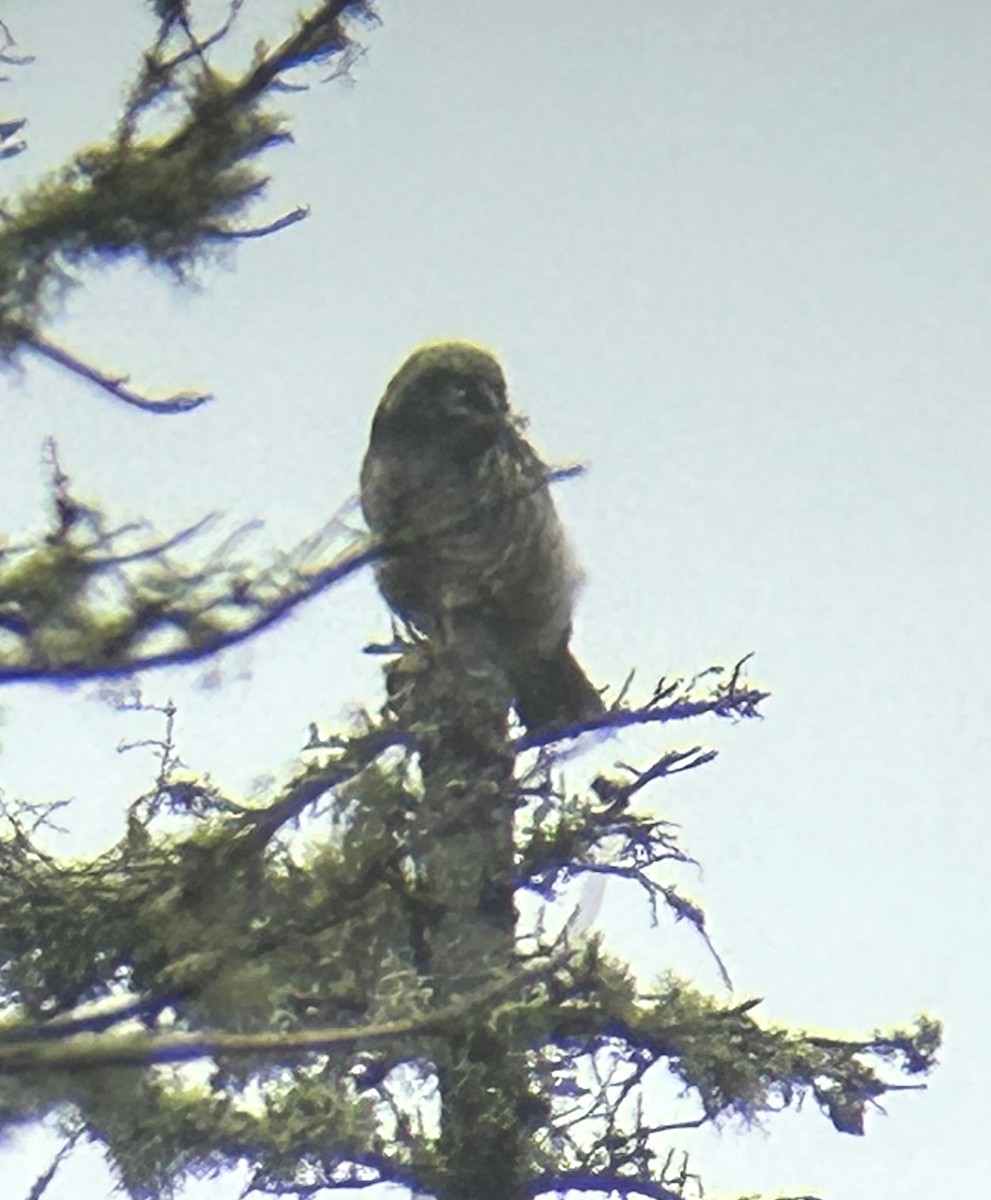 Northern Hawk Owl - ML638159594
