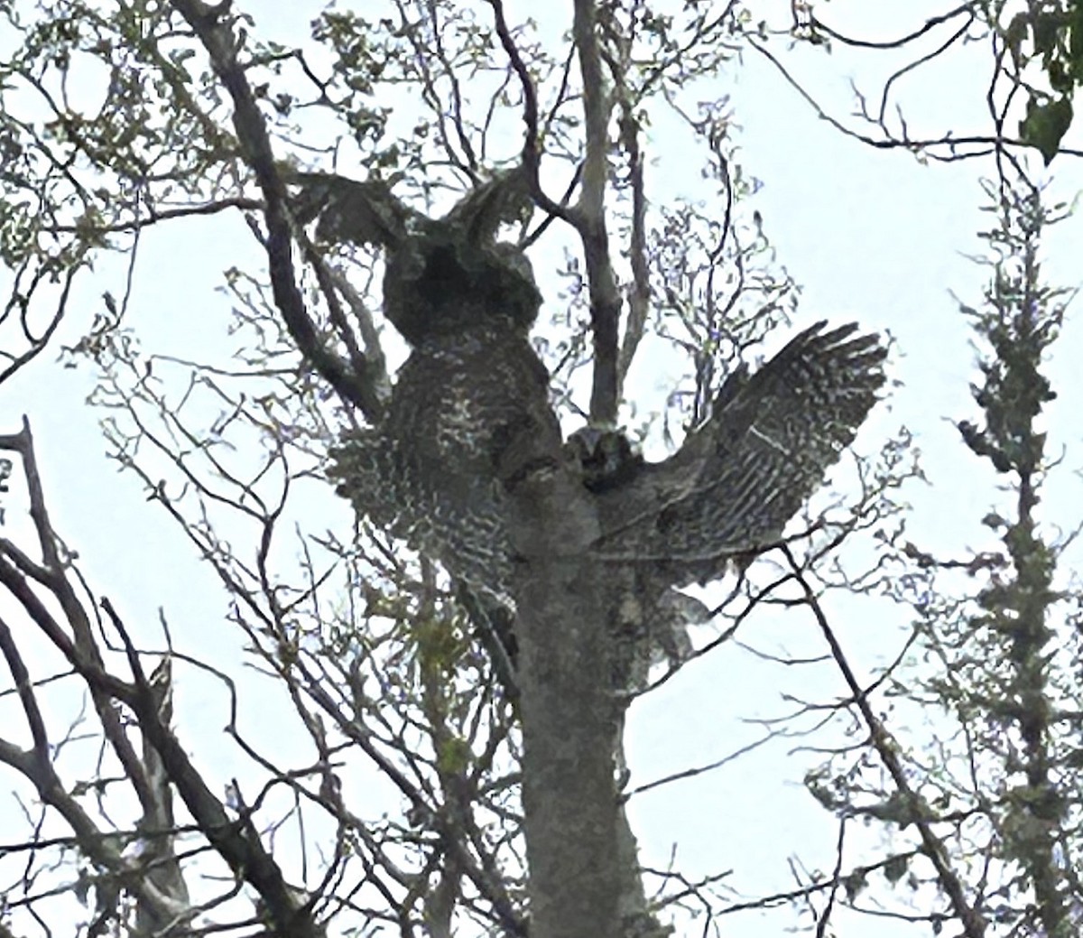 Northern Hawk Owl - ML638159602