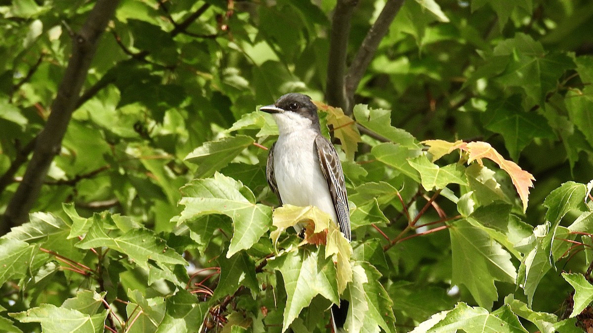 Eastern Kingbird - ML638159604