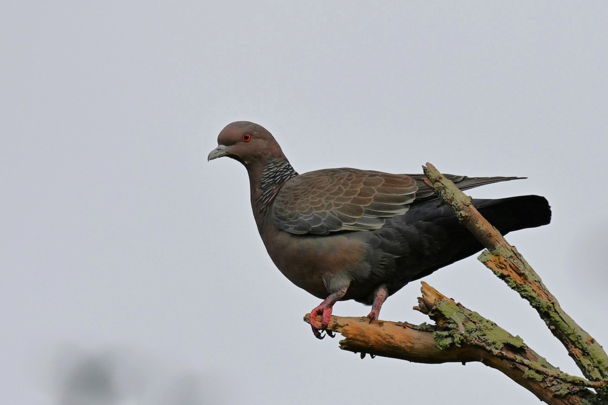 Picazuro Pigeon - ML638159627