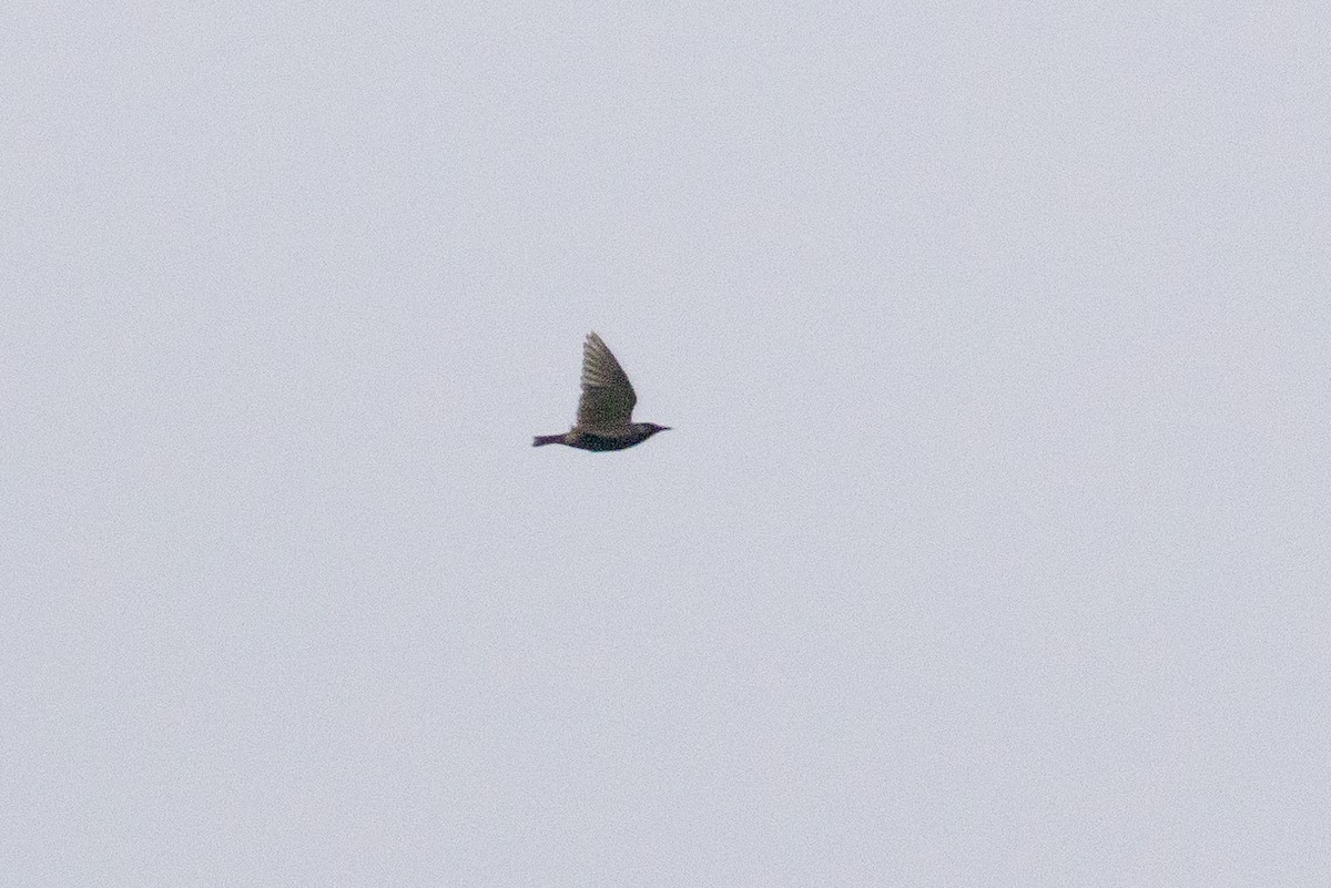 White-cheeked Starling - ML638159638