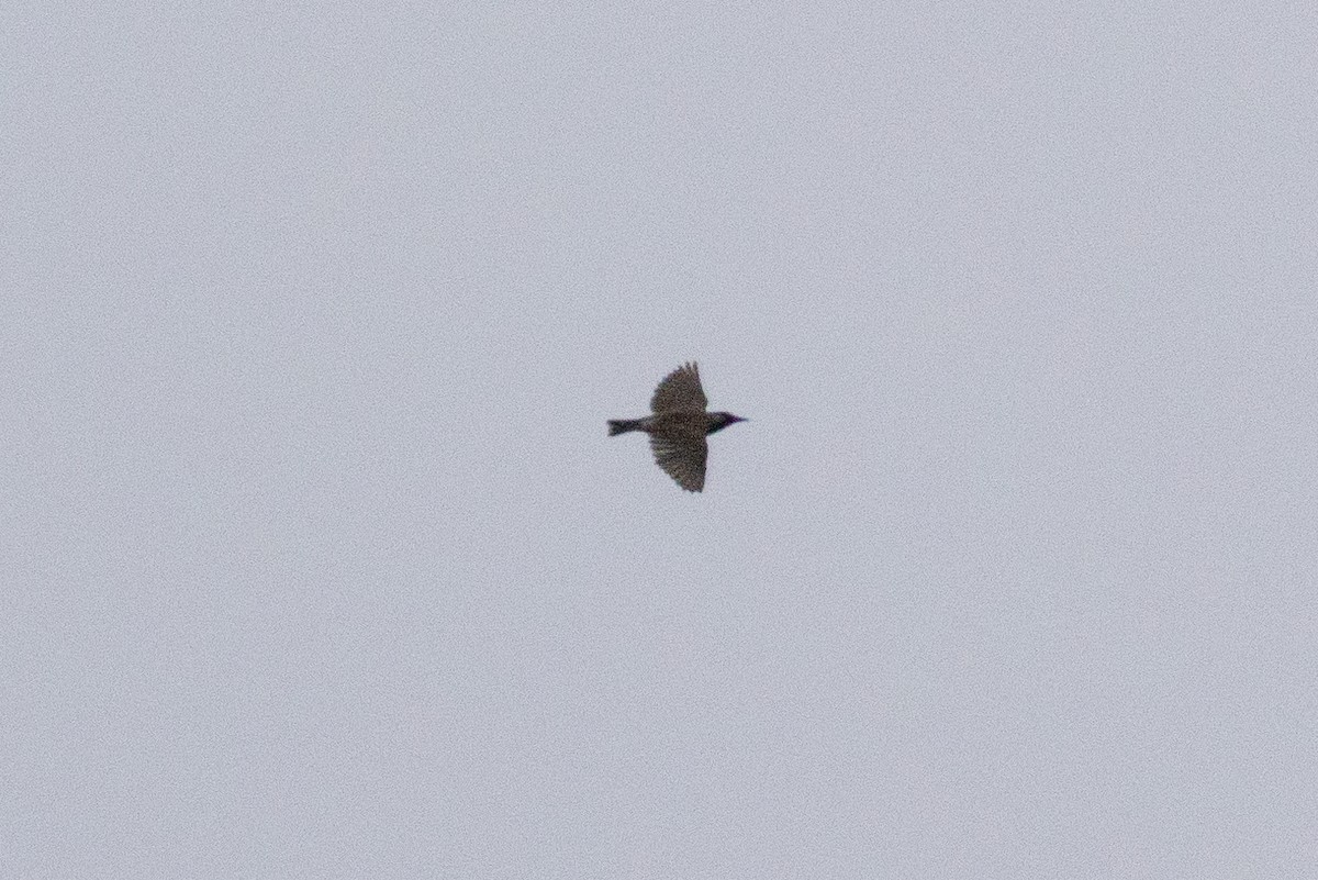 White-cheeked Starling - ML638159639