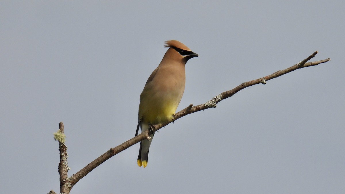 Cedar Waxwing - ML638159647