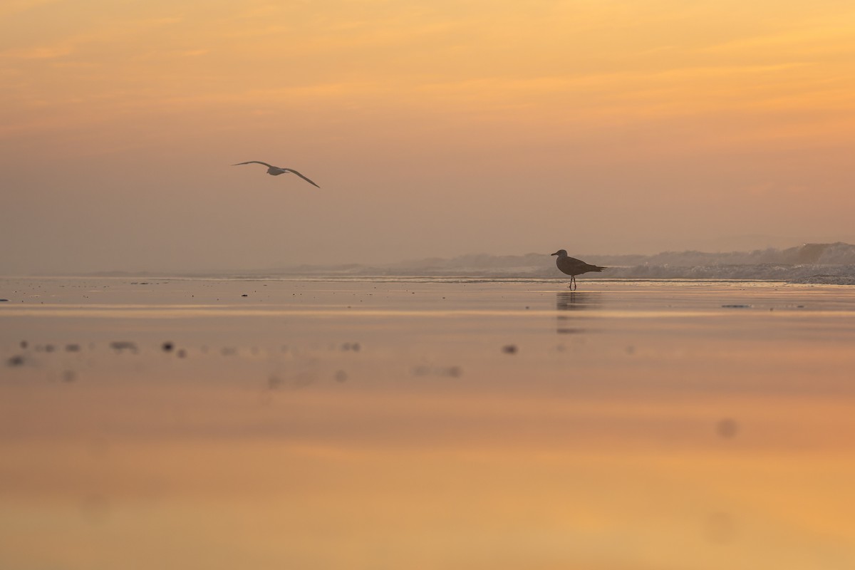 American Herring Gull - ML638159651