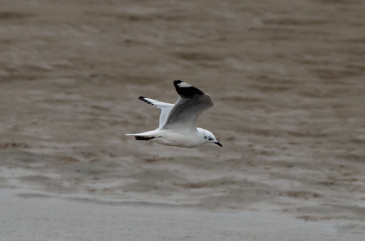 Andean Gull - ML638159733
