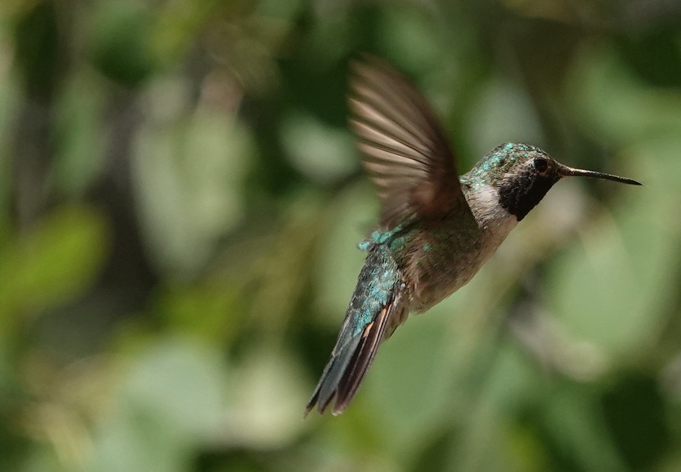 Broad-tailed Hummingbird - ML638159781