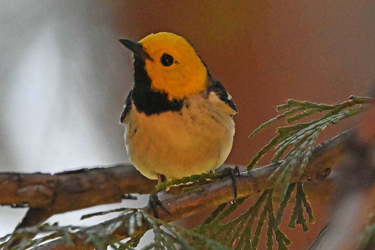 Hermit Warbler - ML638159786