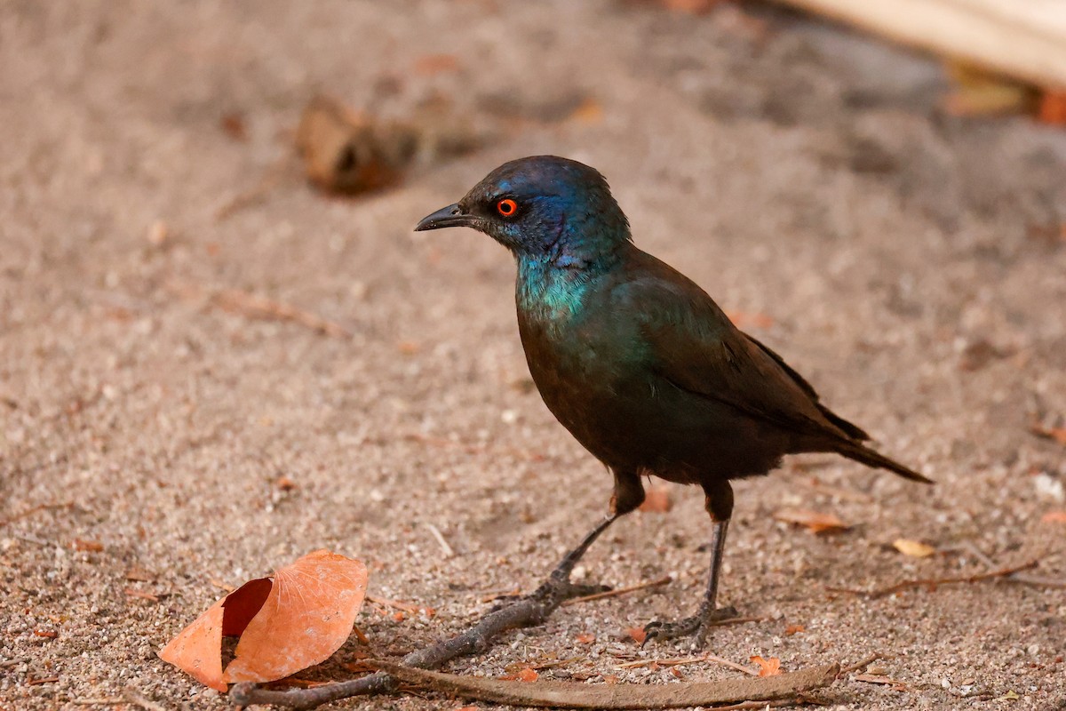 Cape Starling - ML638159800