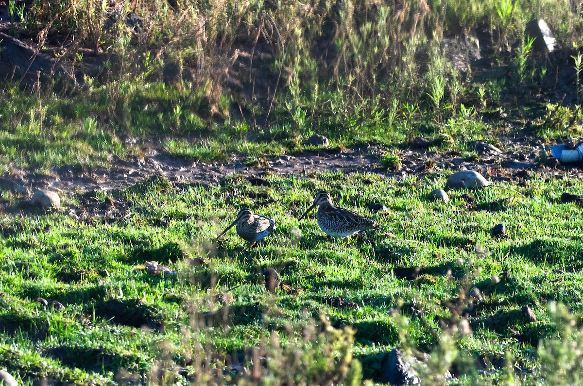 Magellanic Snipe - ML638159842