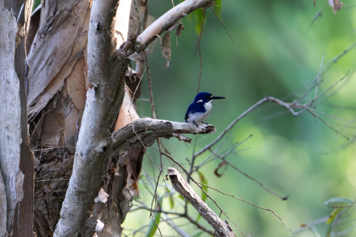 Little Kingfisher - ML638159852