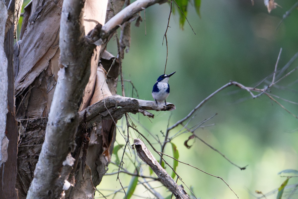 Little Kingfisher - ML638159853