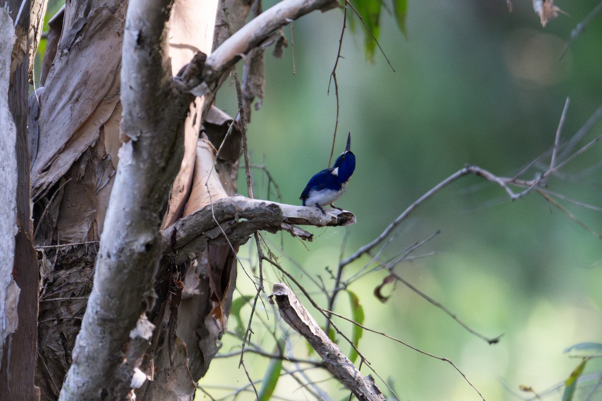 Little Kingfisher - ML638159854