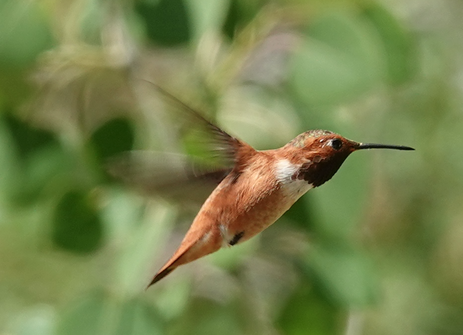 Rufous Hummingbird - ML638159855