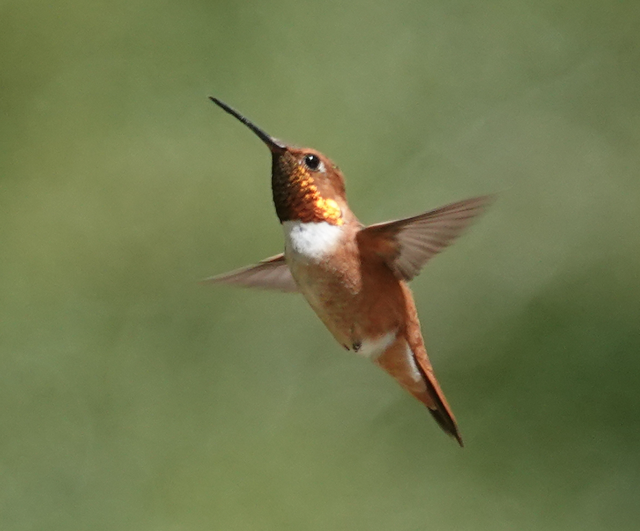 Rufous Hummingbird - ML638159857