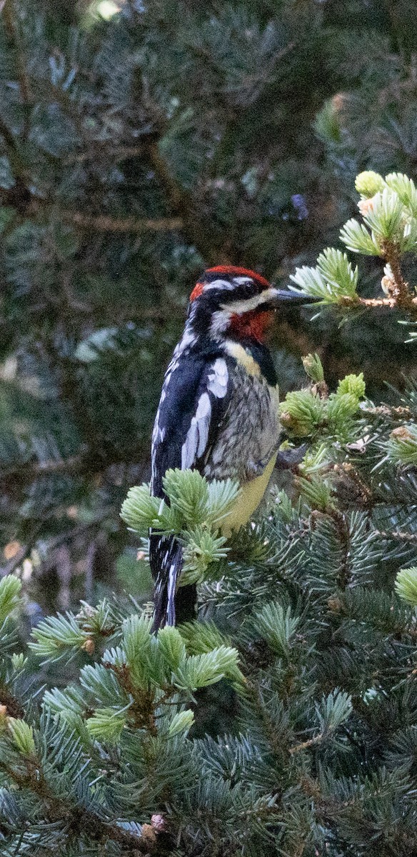 Red-naped Sapsucker - ML638159875