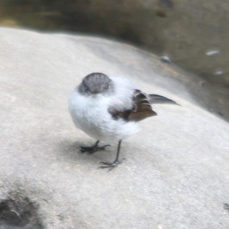 Torrent Tyrannulet - ML638159876