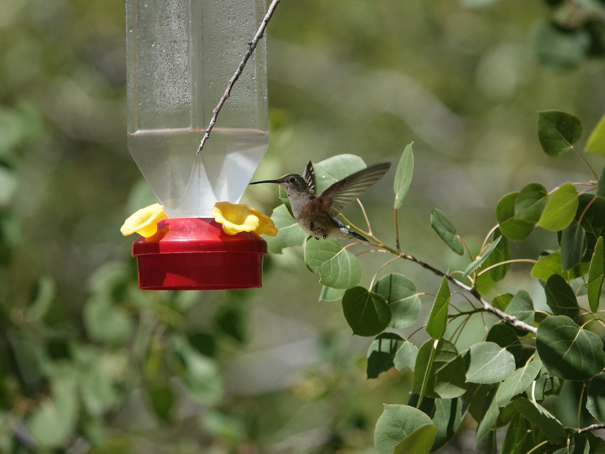 Broad-tailed Hummingbird - ML638159906