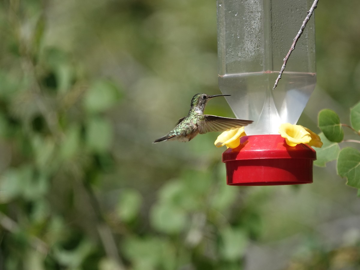 Broad-tailed Hummingbird - ML638159908
