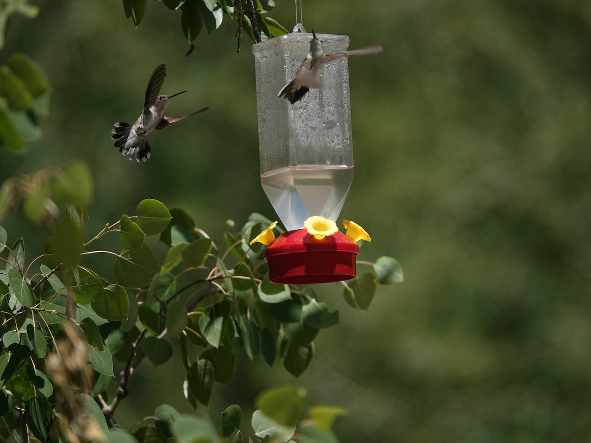 Broad-tailed Hummingbird - ML638159910