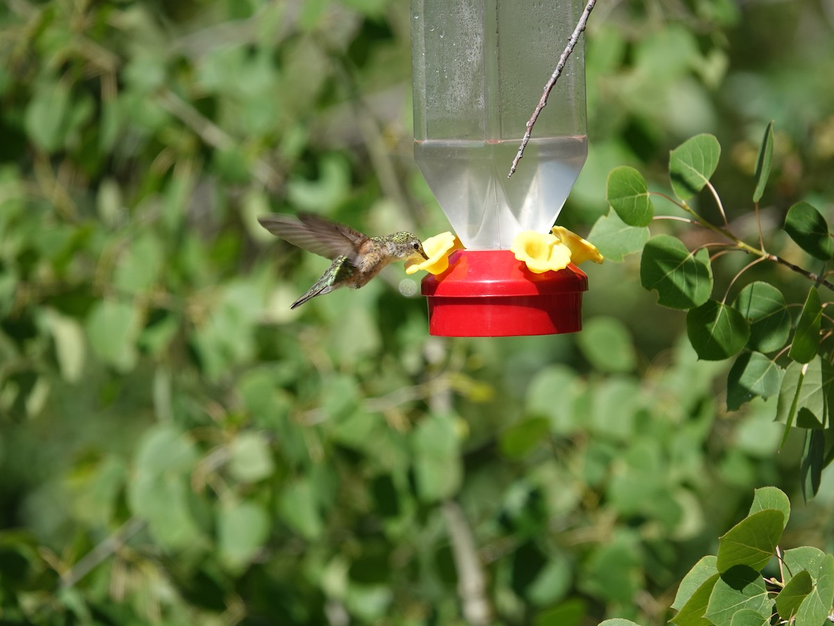 Broad-tailed Hummingbird - ML638159911