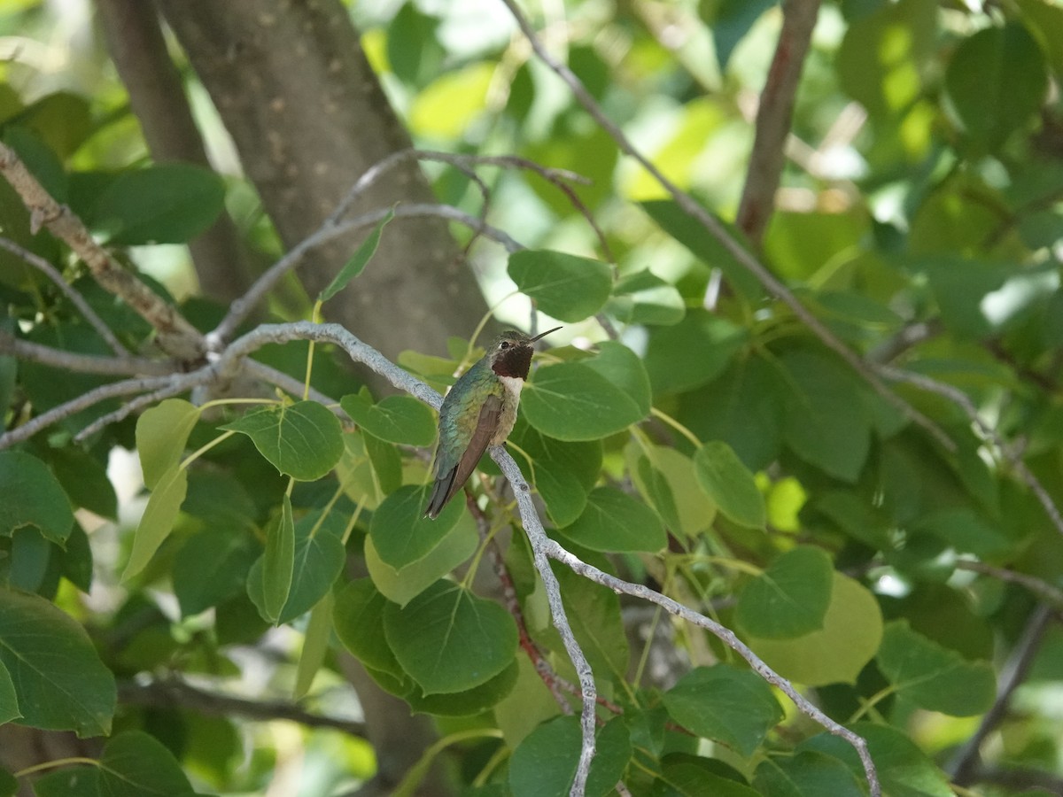 Broad-tailed Hummingbird - ML638159913