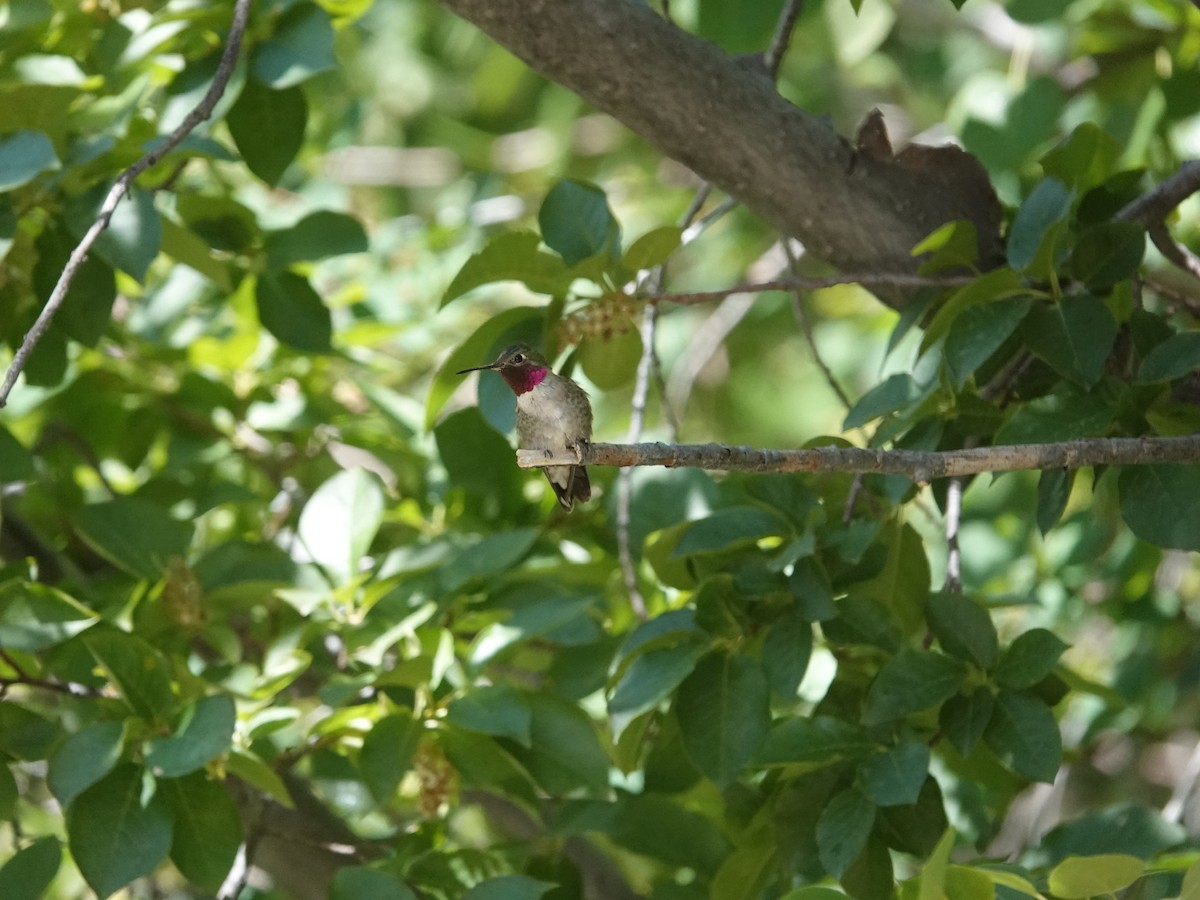 Broad-tailed Hummingbird - ML638159914