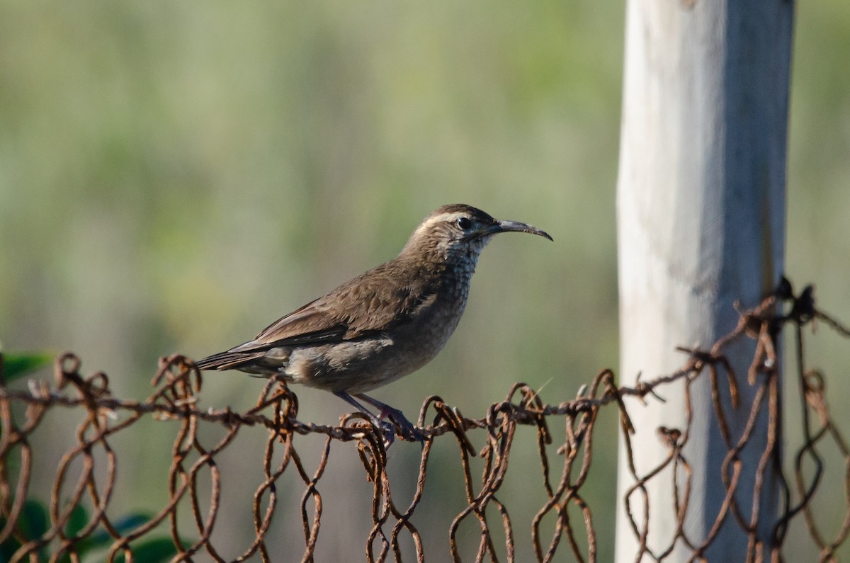 Patagonian Forest Earthcreeper - ML638159926