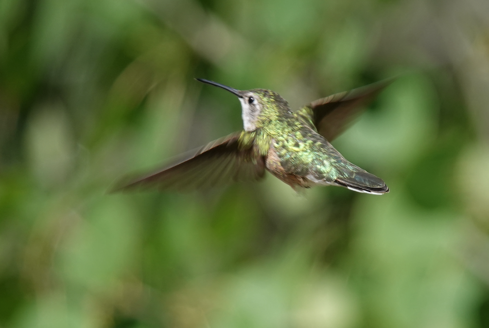 Broad-tailed Hummingbird - ML638159927