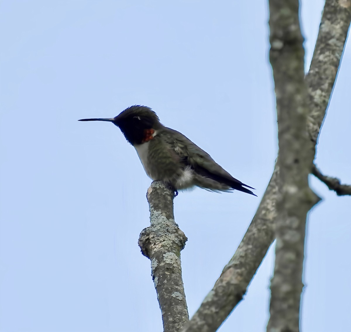 Ruby-throated Hummingbird - ML638159930