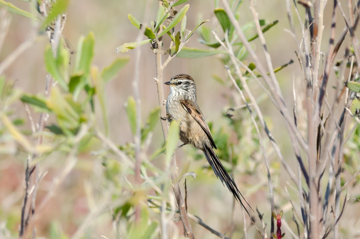 Plain-mantled Tit-Spinetail - ML638159934