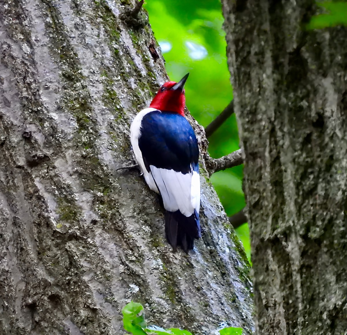 Red-headed Woodpecker - ML638159936
