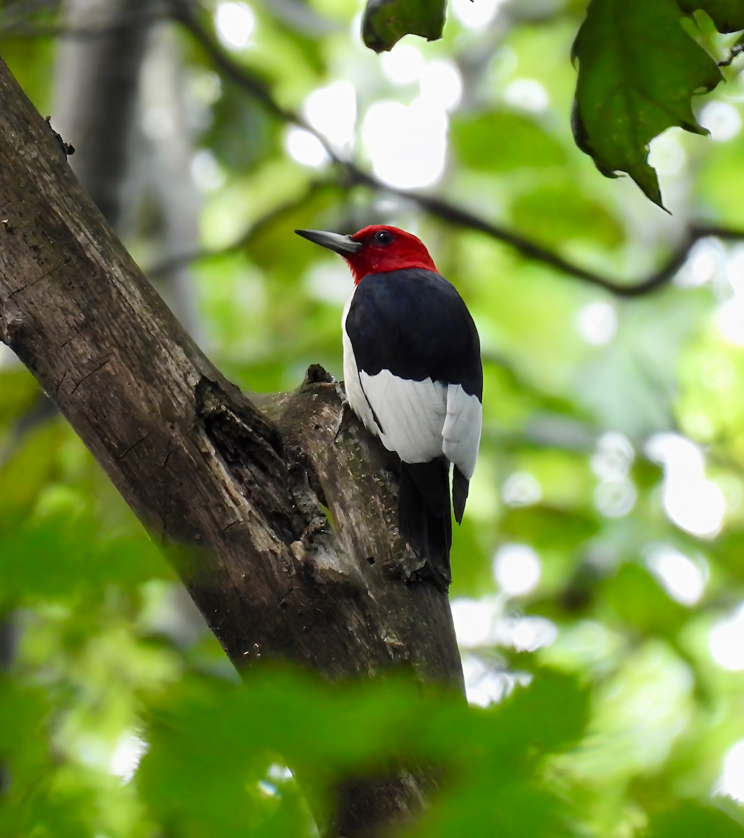 Red-headed Woodpecker - ML638159937