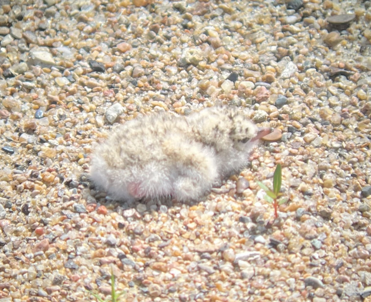 アメリカコアジサシ - ML638159940