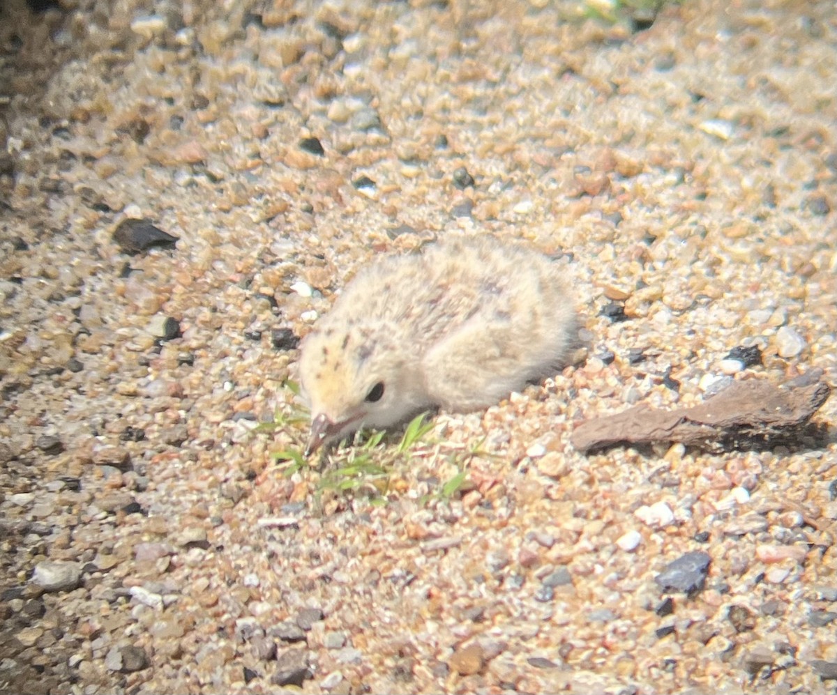 アメリカコアジサシ - ML638159941