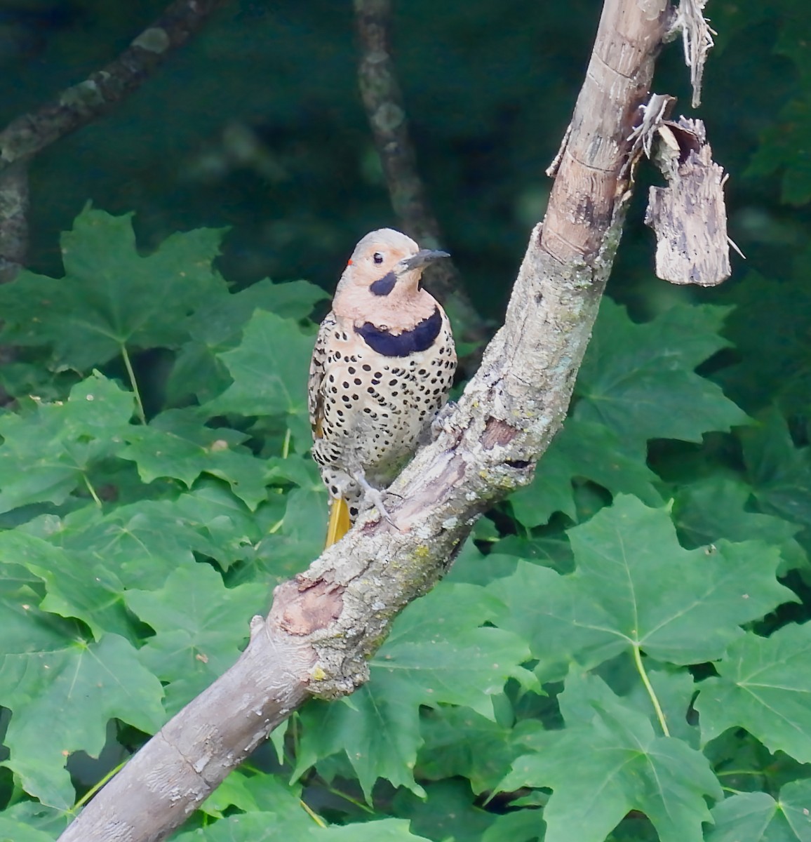 Northern Flicker - ML638159961