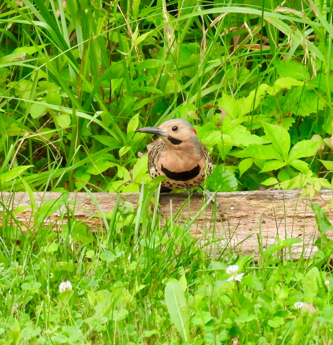 Northern Flicker - ML638159962
