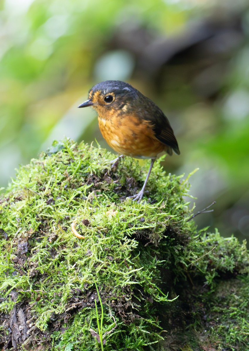 Slate-crowned Antpitta - ML638159968