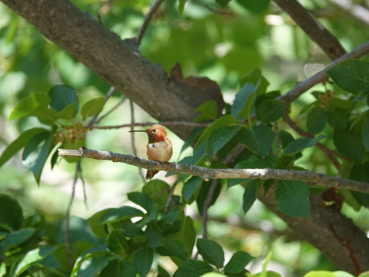 Rufous Hummingbird - ML638159975
