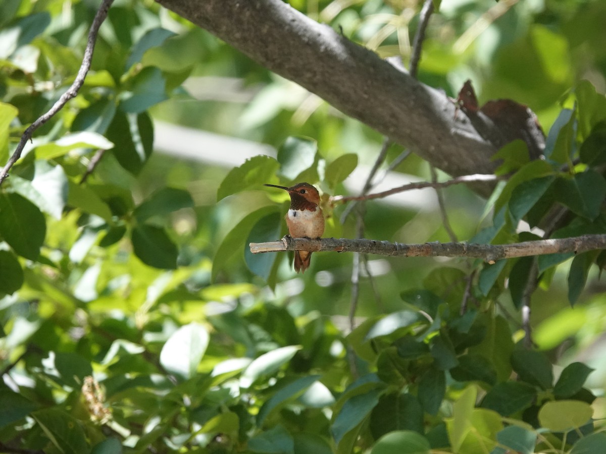 Rufous Hummingbird - ML638159976