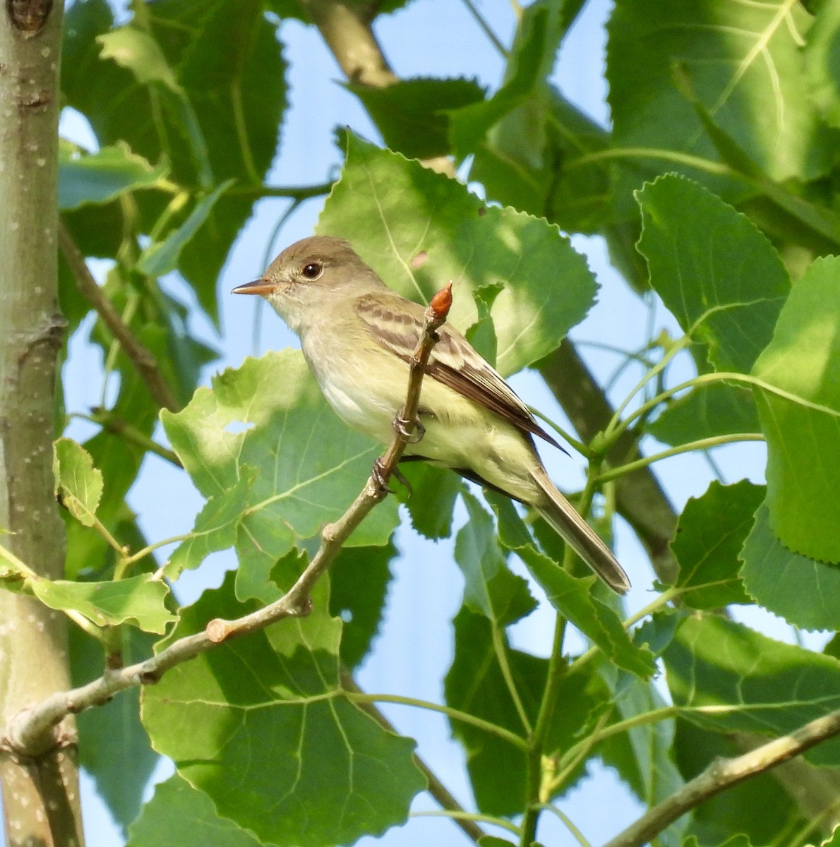 Willow Flycatcher - ML638159978