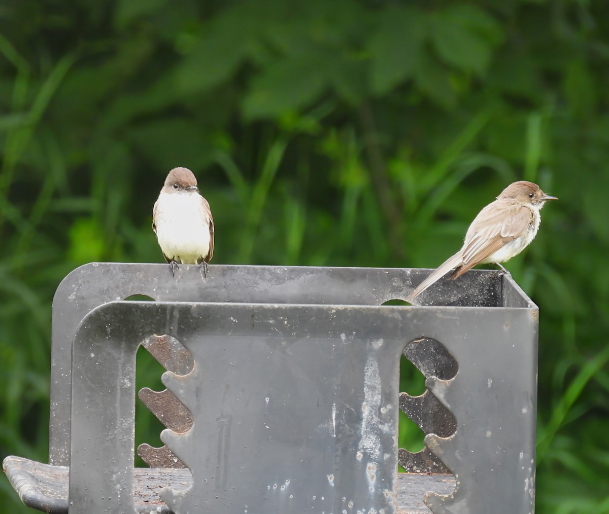 Eastern Phoebe - ML638159982