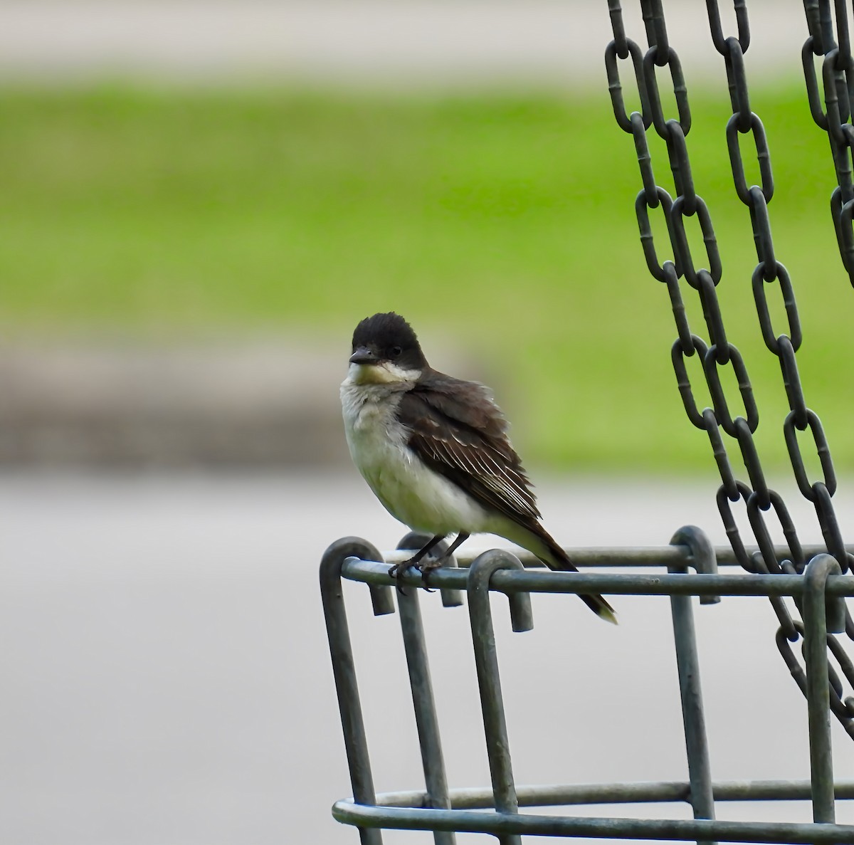 Eastern Kingbird - ML638159990