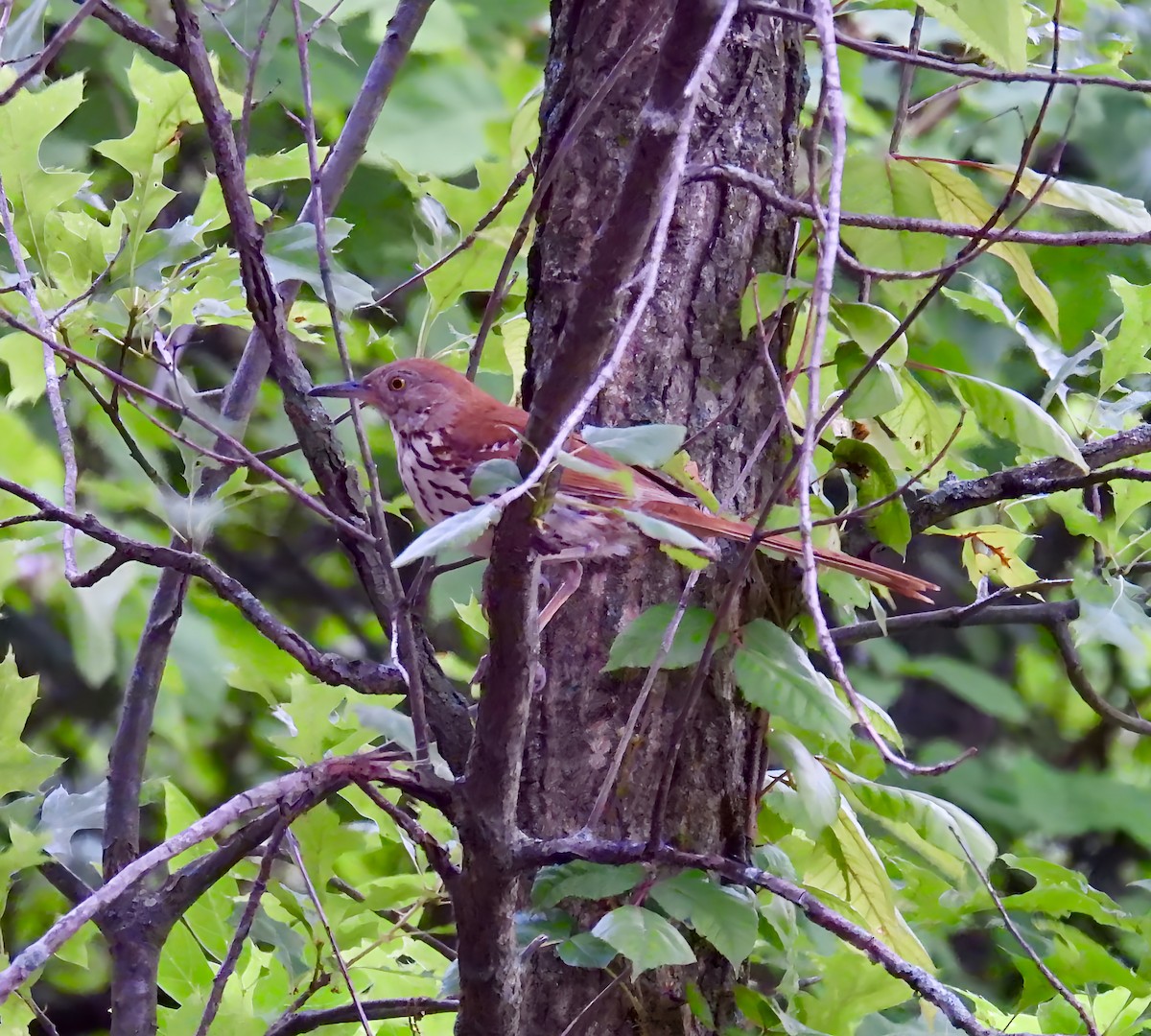 Brown Thrasher - ML638159995