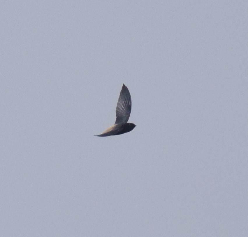 Pale-rumped Swift - ML638160000