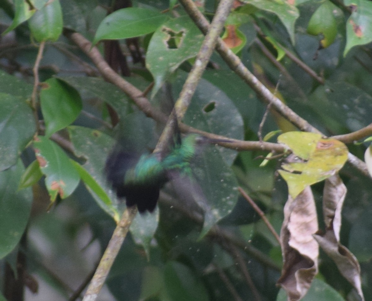 Black-throated Mango - ML638160005