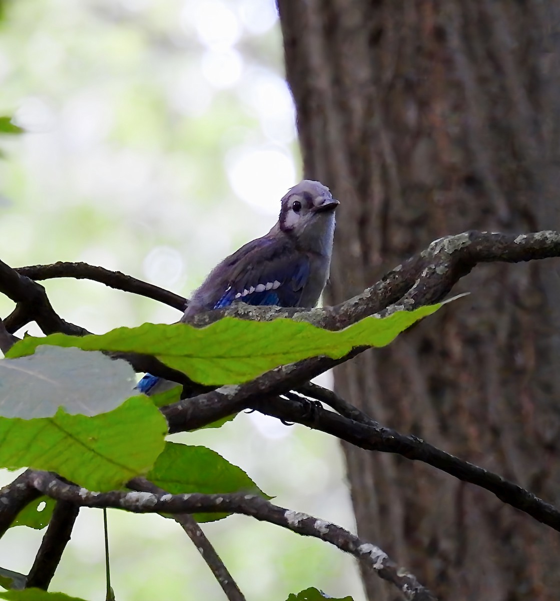 Blue Jay - ML638160008