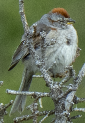American Tree Sparrow - ML638160012