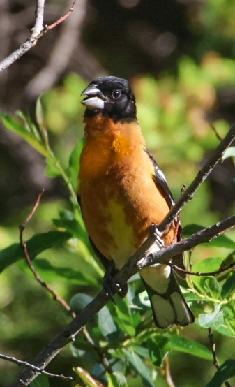 Black-headed Grosbeak - ML638160018