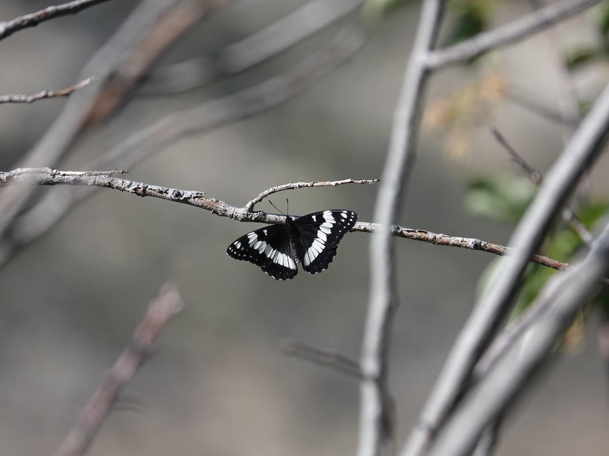 Insects - ML638160020