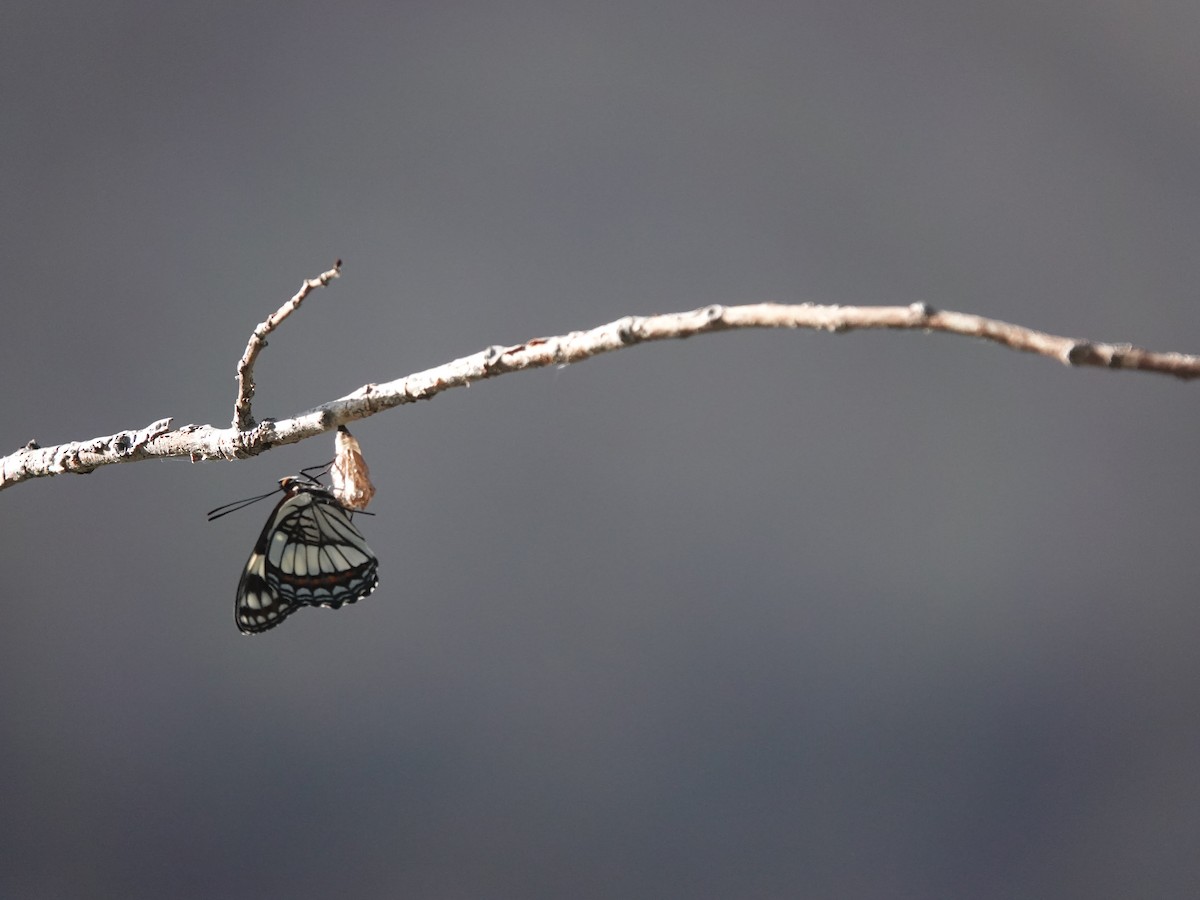 Insects - ML638160021